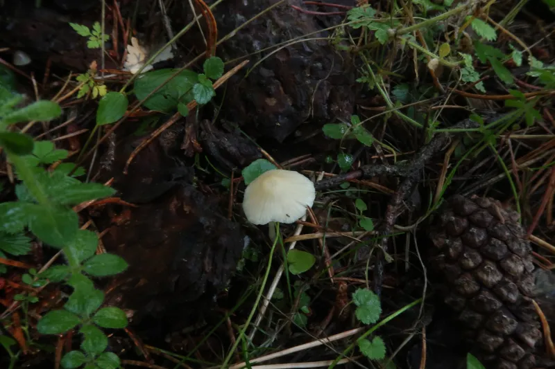 Atheniella flavoalba 1 - IMG_7438